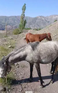 مادیون 5 ساله با کره ۱۵ ماهه