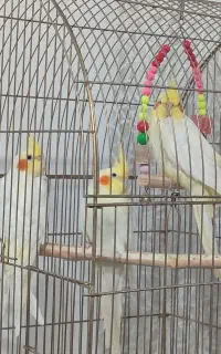 جوجه عروس هلندی