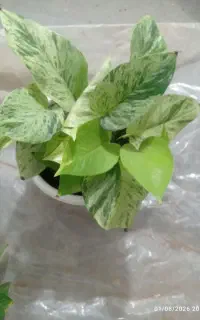 گل وگیاه خانگی