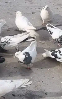 فروش کبوتر