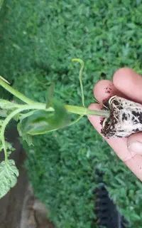 نشا گوجه