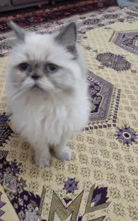 گربه پرشین همالین ماده
