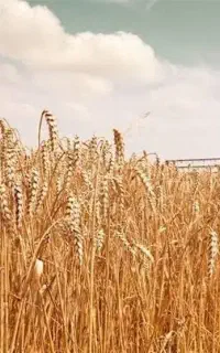 خریدار گندم