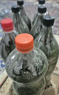 رشت نعناع خولیواش خشک محلی از دل روستا