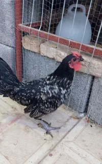 فروش یک جفت مرغ و خروس جوان سیبرایت