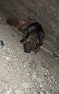 سگ.