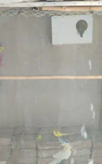 پرنده