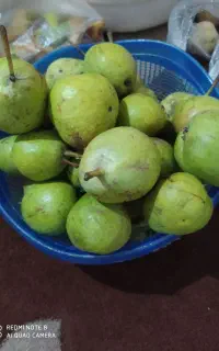 خوج محلی