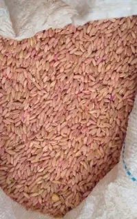 گندم بذری روستای دیواندره