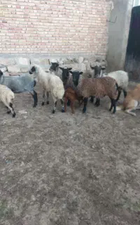 ۶عدد بره ماده رومانوف