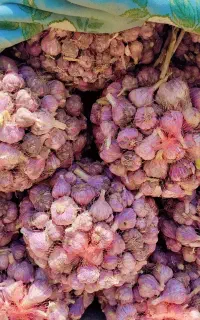 سیر محلی درشت ارگانیک
