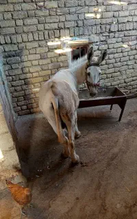 خر.فروشی