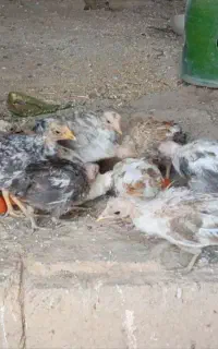 جوجه گلین۲ماهه