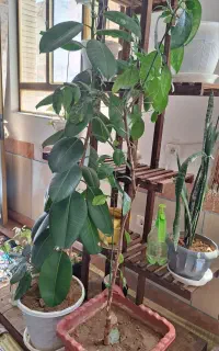 استندگل