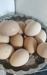 تخم مرغ محلی