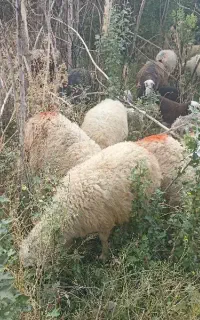 تعدادی بره نر پای پروار بین ۳۰ تا۴۰ کیلو