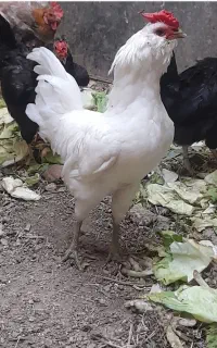 خروس گلین چهل تاج