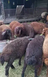 بره
