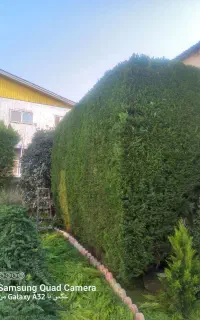 هرس کاری  سم پاشی علف تراشی قیمت مناسب