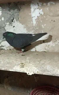 بازی..کفترفروشی