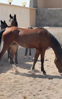 اسب کرد درشوری