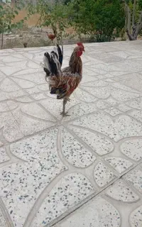 با سلام یکعدد خروس جوان گلین لری