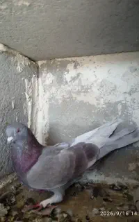 کبوتر طوقی