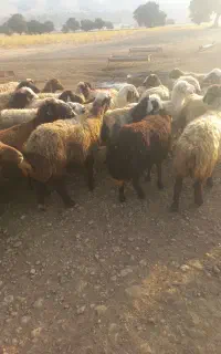 میش