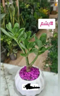 یشم گیاه ثروت ۳۵ت
