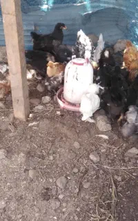 جوجه برهما اصیل