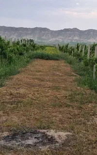 درو علف و درو یونجه .علف زن