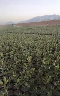 نهال پسته طبیعی