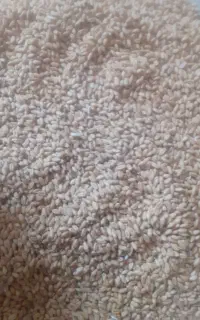 گندم بذری درجه یک۶۸