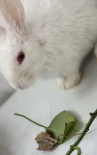خرگوش
