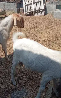 فروش چپشت