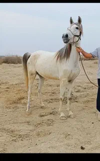 فروش مادیان ۷ساله ابستن