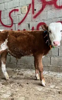1راس گوساله سیمینتال نر قرمز شرابی اصیل کلفت