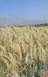 خریدار گندم بزر آفتاب یا تیرگان یا سارنگ هستم