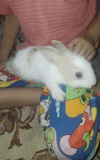 سه بچه خرگوش