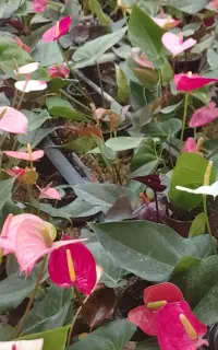 تولید کننده عمده آنتریوم