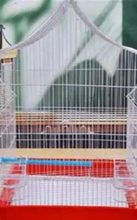 قفس عروس هلندی