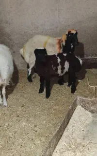 بره  قوچ همو
