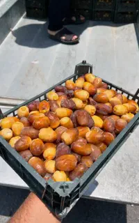 خورده و عمده فروشی رطب عسلی نوبرانه