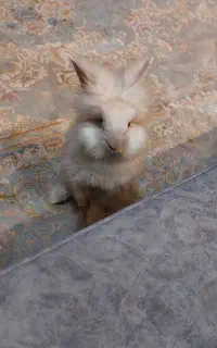 خرگوش