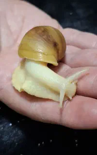 حلزون