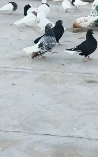 نر و ماده دمسفید