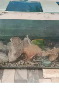 اکواریوم