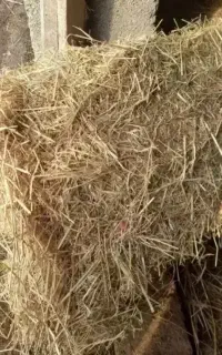 کلش گندم و جو پرس مال دعم