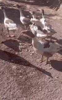 غاز