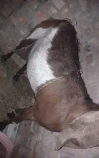 گوسفند مری
